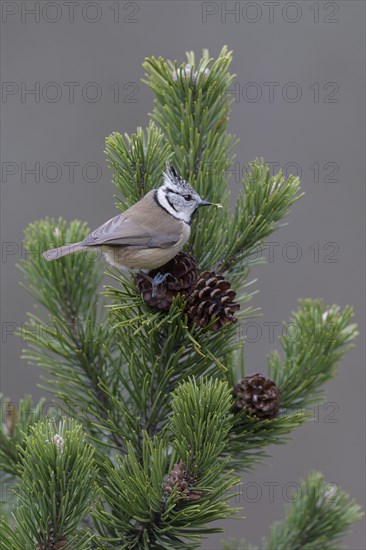 Crested tit