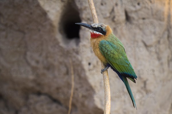 White-fronted bee-eater