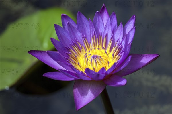 Blue lotus