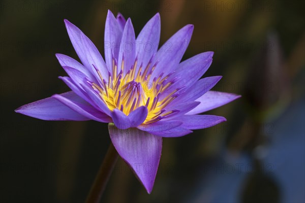 Blue lotus