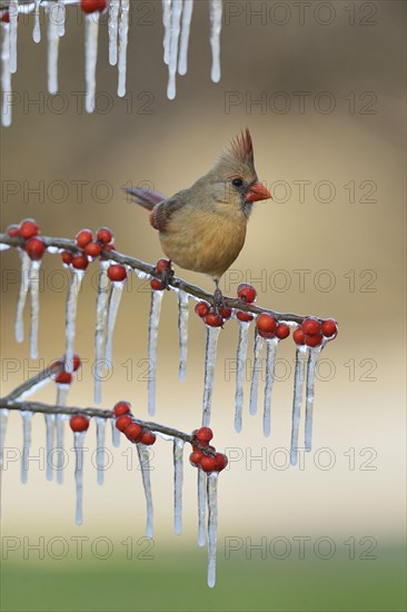 Northern Cardinal