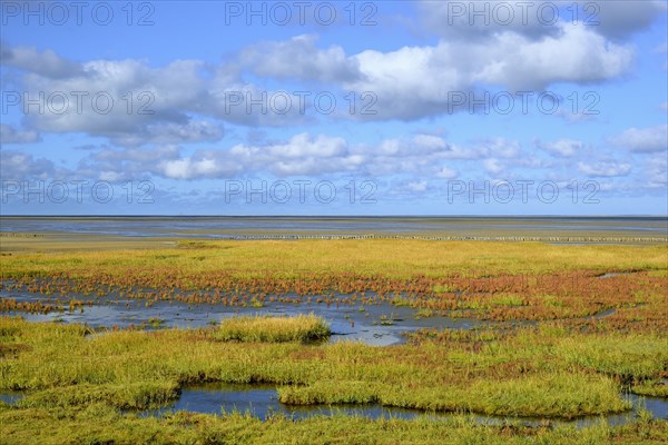 Glasswort