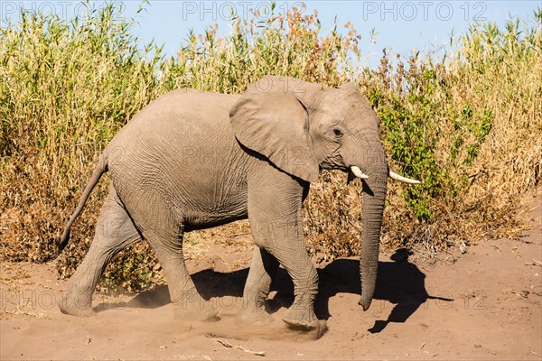 African Elephant