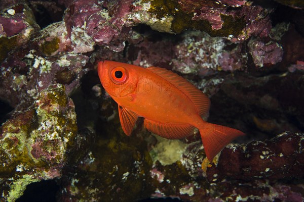 Lunar-tailed Bigeye