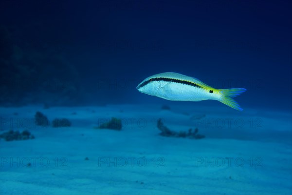 Red Sea Goatfish