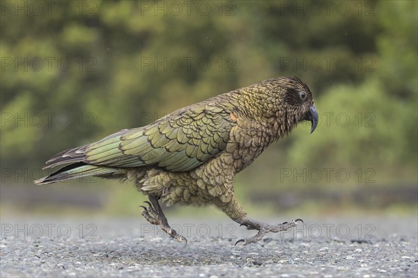 Kea