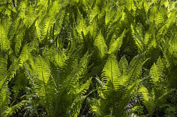 Ostrich fern