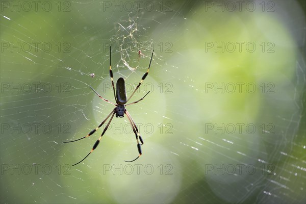 Nephila clavipes in net