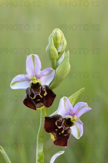 Late spider orchid