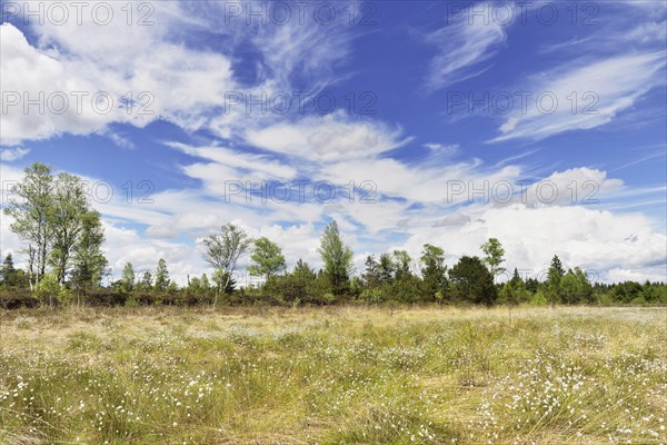 Hare's-tail cottongrass