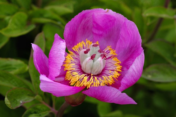 Blossom of wild Peony