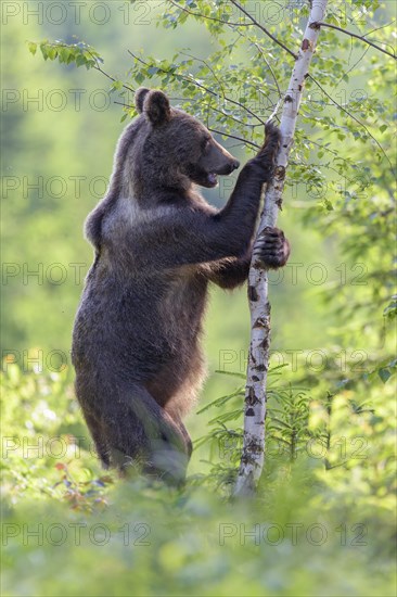 Brown bear