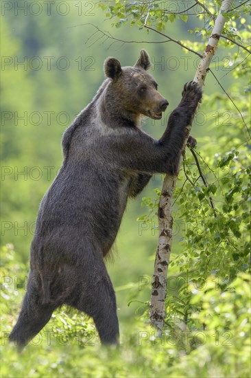 Brown bear