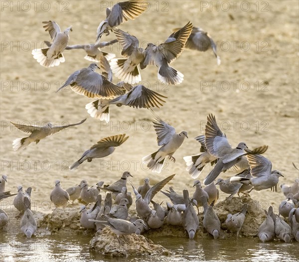 African collared doves