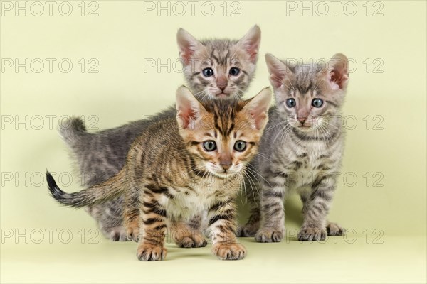 Breedcat Toyger