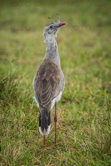 Red-legged seriema