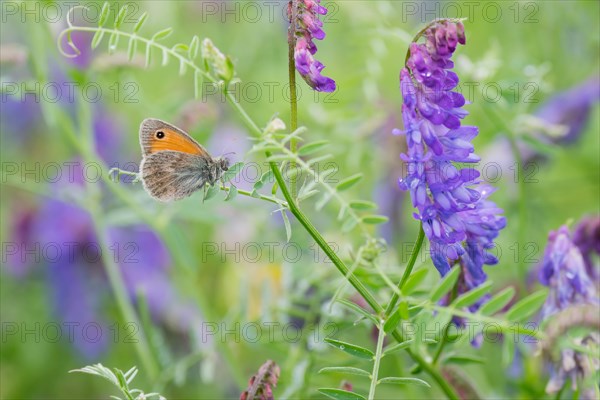 Small heath