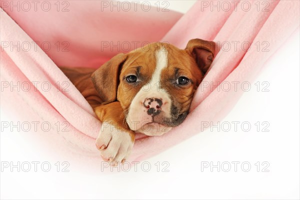 American Staffordshire Terrier