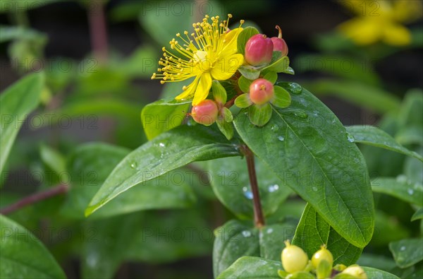 St. John's Wort