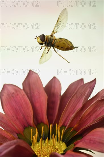 Syrphus ribesii