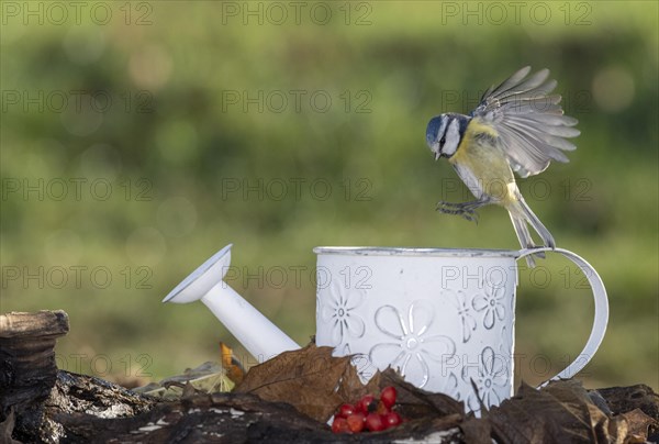 Blue tit