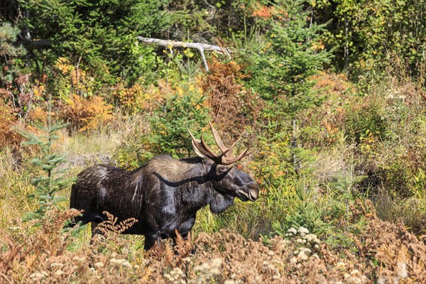 Elk