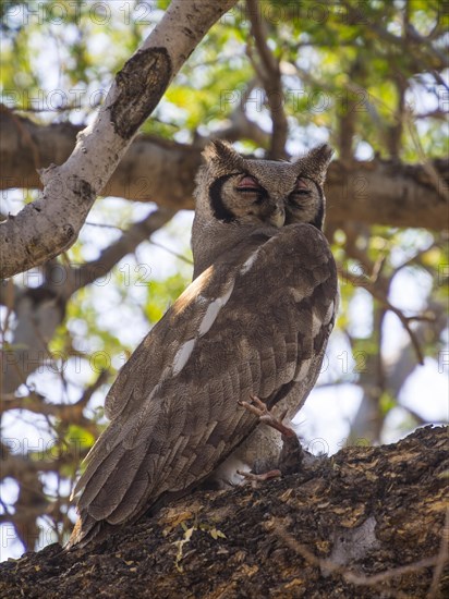 Verreaux's eagle-owl