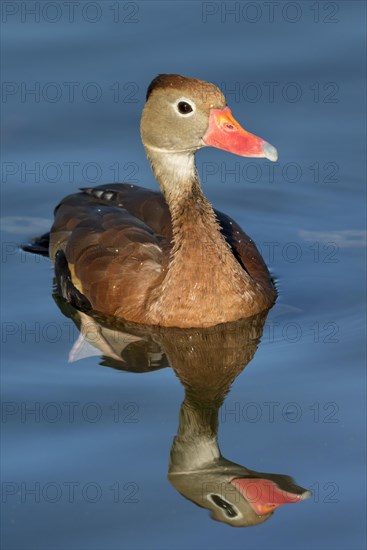 Black-bellied Whistling Duck