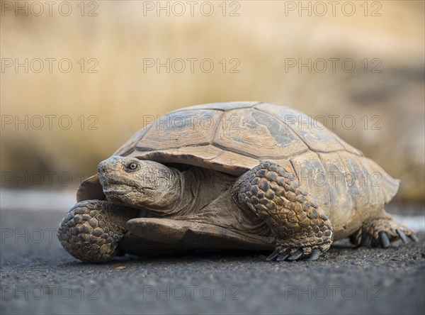 Agassiz's desert tortoise