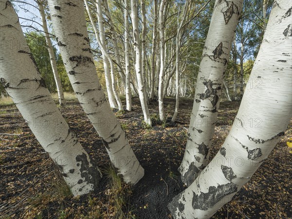 Endemic etna Birch