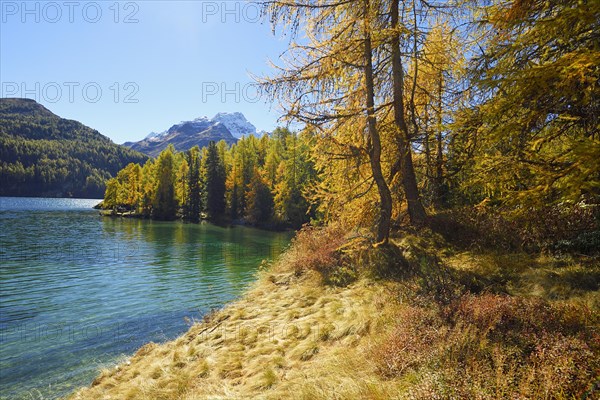 Larch forest