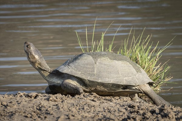 African helmeted turtle