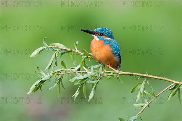 Kingfisher