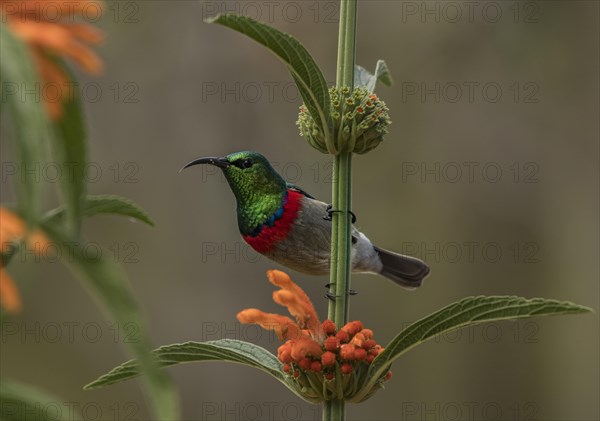 Southern Double-collared Sunbird