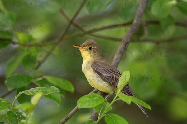 Icterine warbler