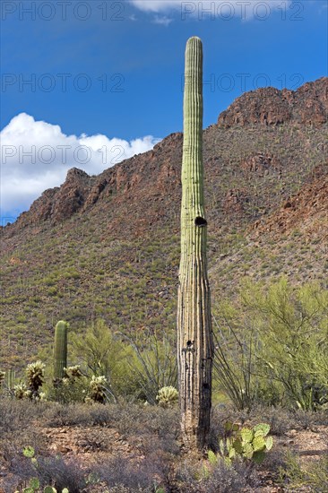 Saguaro Cacti