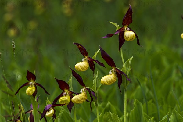 Yellow lady's slipper orchid