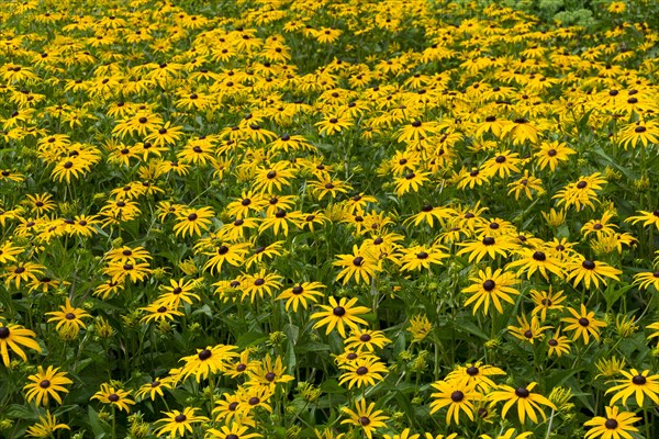 Orange coneflower