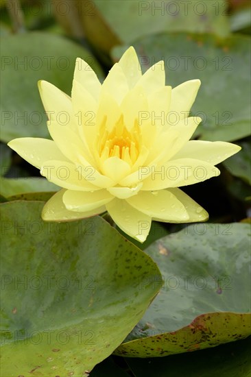 Yellow water lily