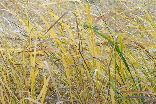 Switchgrass