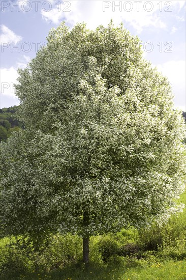 White flowering grape cherry