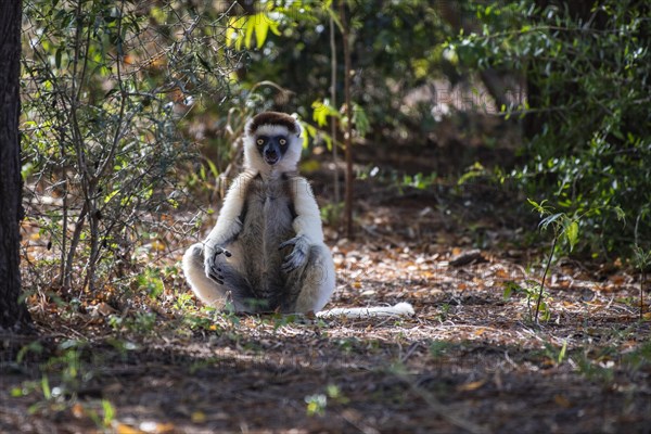 Verreaux's sifaka