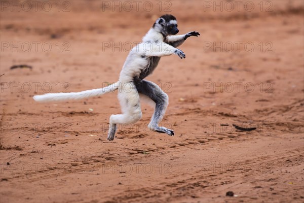 Dancing Verreaux's sifaka