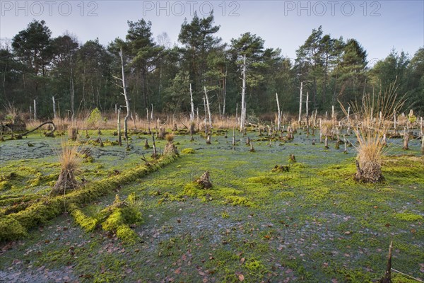 Moor landscape with peat mosses