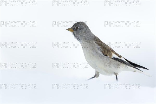 White-winged snowfinch