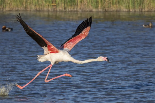 American flamingo