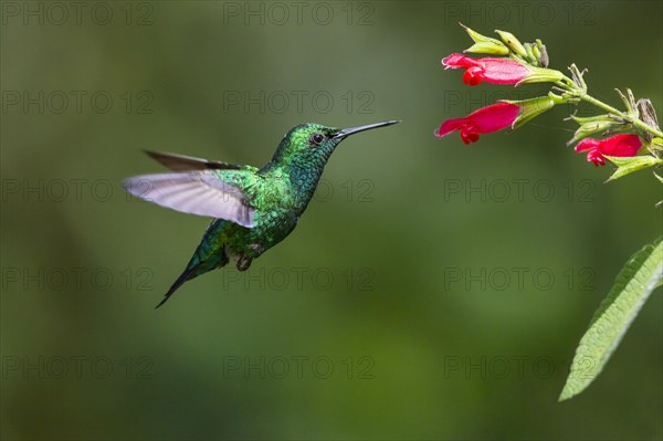 Blue-tailed emerald