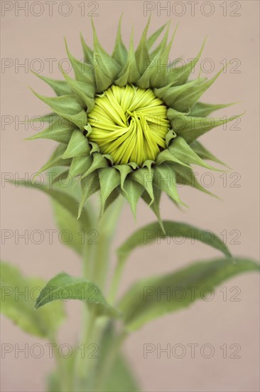 Not yet bloomed sunflower