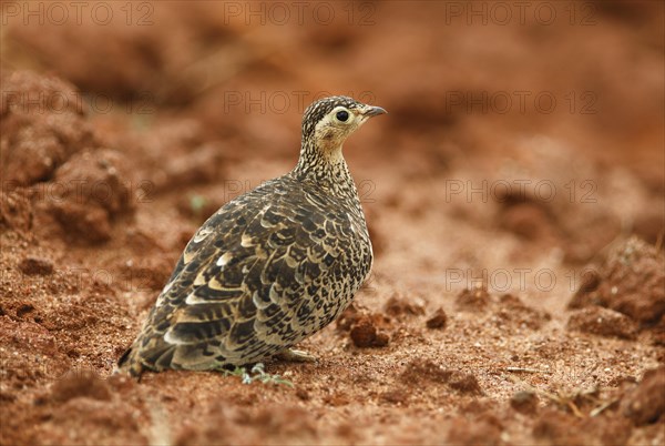 Coqui francolin