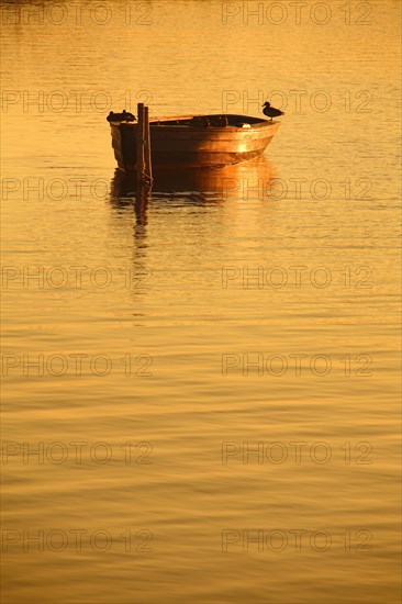 Ducks resting on rowing boat at sunset